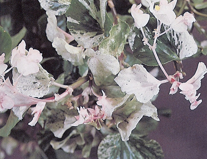 B. ‘Opaline’